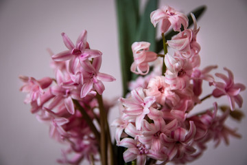 Pink hyacinth flower in homemade vase on wooden table