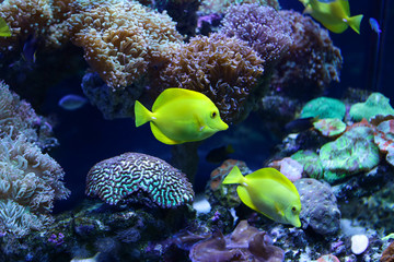 Fototapeta na wymiar Beautiful colored fish in the water. Underwater world