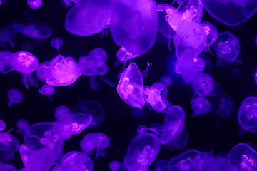 Beautiful jellyfish, medusa in the neon light with the fishes. Underwater life in ocean jellyfish. exciting and cosmic sigh