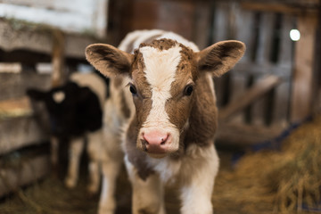 Cute calf looks into the object. A cow stands inside a ranch next to hay and other calves. © etonastenka