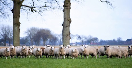 flock of sheep, black and white sheep