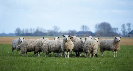 Fototapeten flock of sheep, black and white sheep © Inna