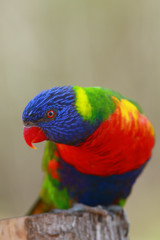 The rainbow lorikeet (Trichoglossus moluccanus) sitting on the branch. Extremely colored parrot on a branch with a brown background.