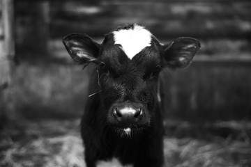 Cute calf looks into the object. A cow stands inside a ranch next to hay and other calves. - obrazy, fototapety, plakaty