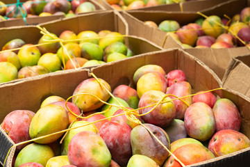 pile of mangoes in the Colombian market.