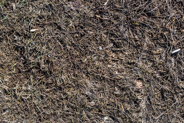 texture of spring dirty land