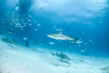 Fototapeta premium Caribbean reef shark and lemon shark at the Bahamas