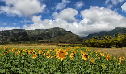Fototapeta na wymiar Central Maui Sunflower Fields