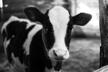 Cute calf looks into the object. A cow stands inside a ranch next to hay and other calves.