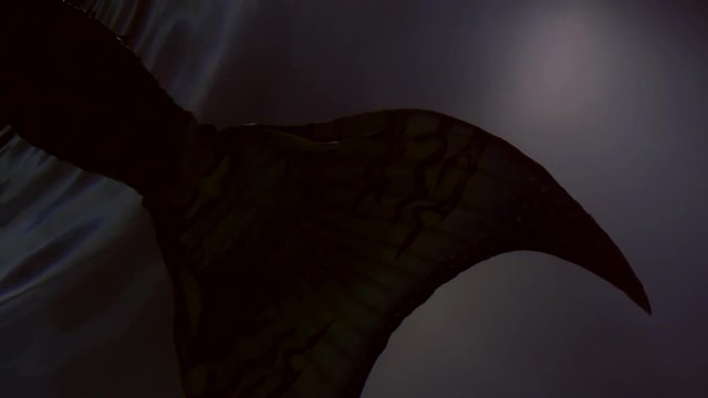 beautiful unusual mermaid's tail swaying in the dark water