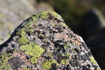 Rhizocarpon geographicum (map lichen) growing on the rock