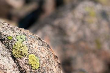 Rhizocarpon geographicum (map lichen) growing on the rock