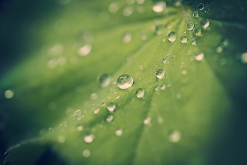 Naklejka premium water drops on green leaf