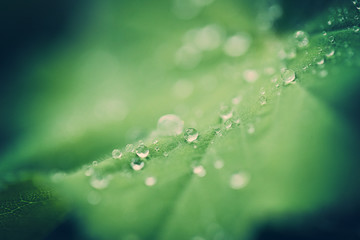 drops on green leaf