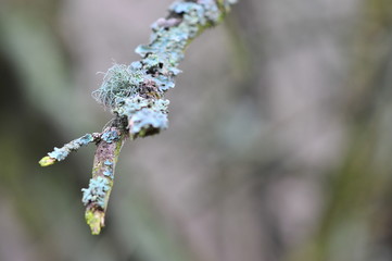 Hypogymnia physodes and Usnea filipendula (fishbone beard lichen) lichenized fungi growing on a branch. Lichen