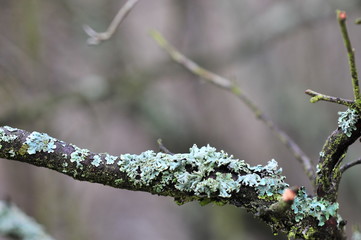 Hypogymnia physodes lichenized fungi growing on a branch. Lichen