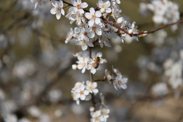 Von Bienchen und Blümchen