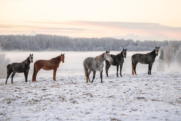 Fototapeta na wymiar Winter horses