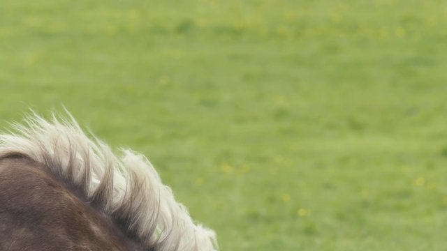 caballo islandes slow motion