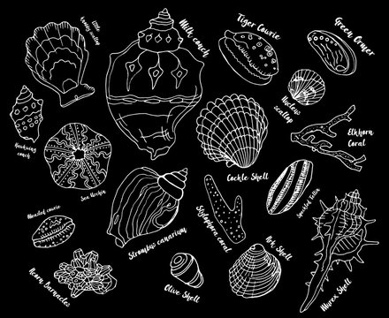Collection of seashells. Marine set.