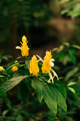 pahistahis, acanthus flower in the jungle of America. yellow flower in the field. greenhouse outdoors