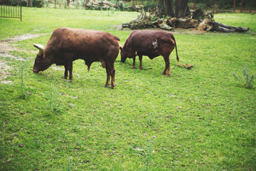 Two big bulls on field eat grass