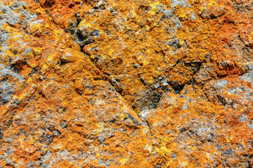Close up. Orange and yellow rusty looking bright and vibrant colored crustose lichen crust grows on gray rock