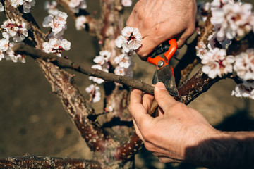 closeup of worker pruning in fruit plantation