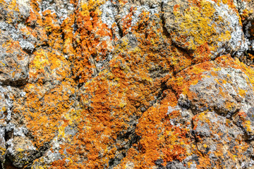 Close up. Orange and yellow rusty looking bright and vibrant colored crustose lichen crust grows on gray rock