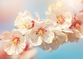 Panele Szklane Podświetlane  Kwitnące drzewo morelowe