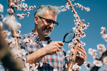gardener using magnifying glass for examining the tree