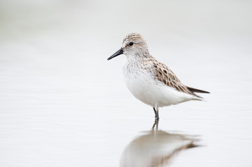 Sandpiper on White Background