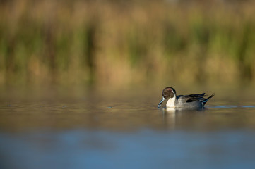 Northern Pintail Drake