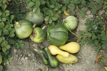pumpkins in field