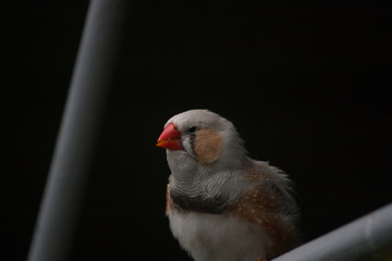 amadin bird