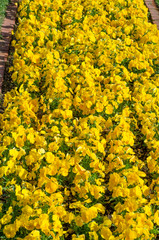黄色の花々