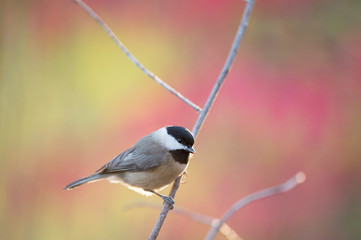 Carolina Chickadee Portrait