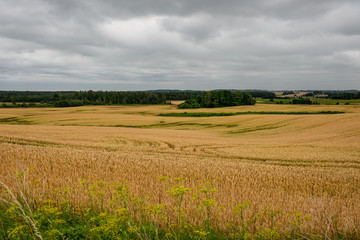 endless fields of wheat crops in latvia countryside
