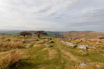 Fototapeta na wymiar Dartmoor with trees
