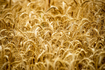 endless fields of wheat crops in latvia countryside
