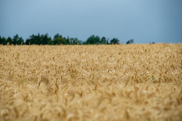 endless fields of wheat crops in latvia countryside