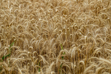 endless fields of wheat crops in latvia countryside