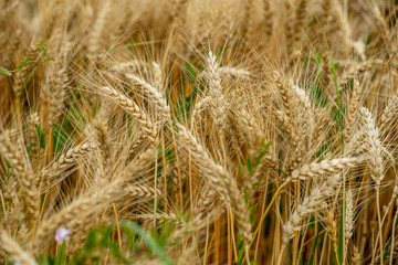 endless fields of wheat crops in latvia countryside