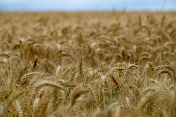 endless fields of wheat crops in latvia countryside