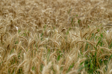 endless fields of wheat crops in latvia countryside