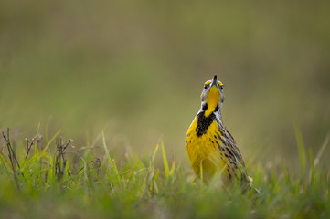 Eastern Meadowlark Stare