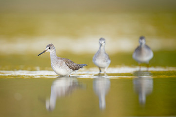 Lesser Yellowlegs Trio