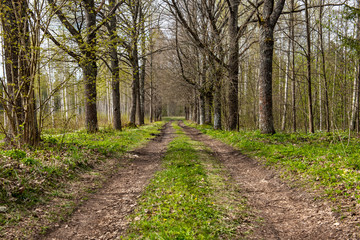 Fototapeta premium empty gravel road in autumn