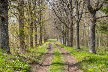 empty gravel road in autumn