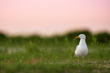 Dawn Herring Gull